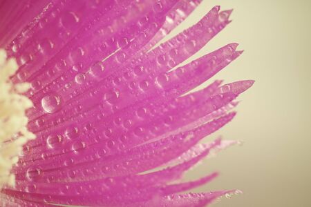 Close up of a lonely flower pink.の写真素材