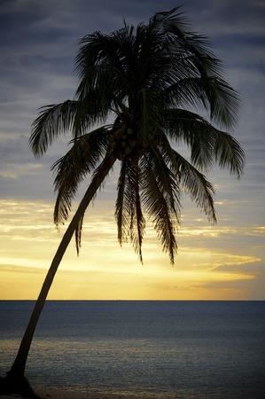 sunset at the beach tropical Maria la Gorda, Guanahacabibes Peninsula in Cubaの写真素材