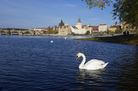 White swans on Vltava river, Prague, Czech Republicの写真素材