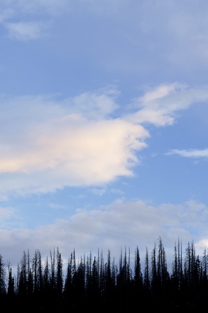 Forest and sky clouds in Cedar Breaks, National Monument, Utah, Usa