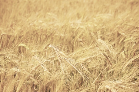 Background created with a close up of a cereal field.の写真素材