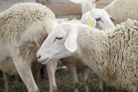 Close-up of a sheep.