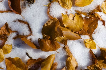 Closeup of a fallen autumn leaves on snow.の写真素材