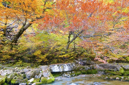 Arazas river in Ordesa National Park, Pyrenees, Huesca, Aragon, Spainの写真素材