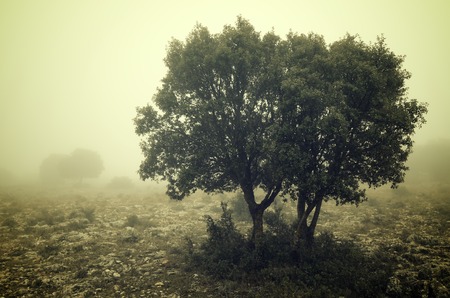 Trees in the fog, Zaragoza province, Aragon, Spain.の写真素材