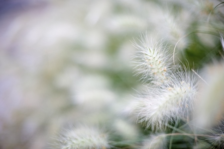 Background created with feather grass close upの写真素材