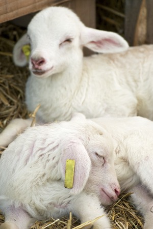 Close-up of a little lamb.