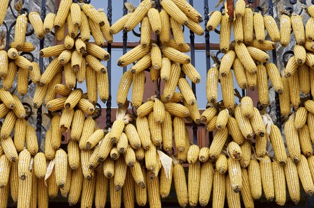 Corn cobs hanging on a balcony, Spain.の写真素材