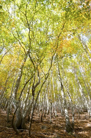 autumnal beech trees in the valley of Ordesa, Pyrenees, Huesca, Aragon, Spainの写真素材