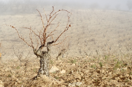 View of a winter vineyard, Munebrega, Zaragoza, Aragon, Spainの写真素材