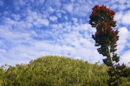 Vinales mountains view in Cuba Island.の写真素材