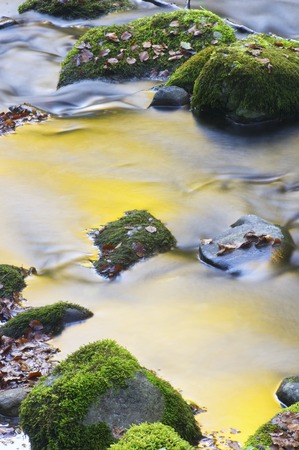 Small autumn leaves in a stream in the valley of Aspe, Pyrenees, France.の写真素材