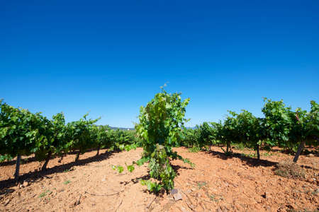 Vineyard in Paniza, Zaragoza province, Aragon, Spainの写真素材