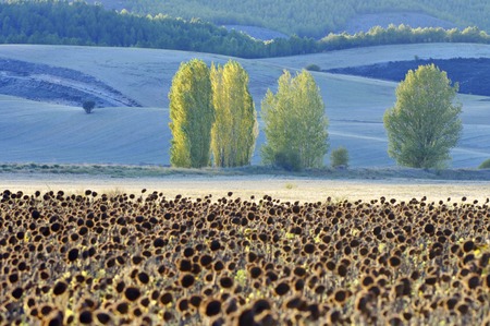Sunflowers and trees, Cuenca province, Cuenca, Castilla La Mancha, Spain.の写真素材