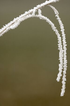 Frost on blades of grass.