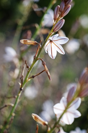 Wild flower close up in Zaragoza Province, Aragon, Spain.の写真素材
