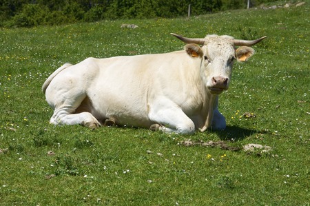 Cow resting in a green meadow, Teruel Province, Aragon, Spain.の写真素材