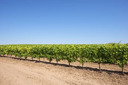 Vineyard in La Rioja, Spain.の写真素材
