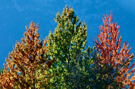 Autumn forest in Pineta Valley, Pyrenees, Spain.