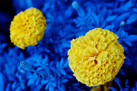 Ornamental flowers in a public garden.の写真素材