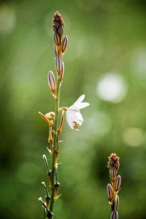 Wild flower close up in Zaragoza Province, Aragon, Spain.の写真素材
