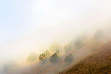 Fog and trees in Aspe Valley, Pyrenees National Park, Pyrenees, France.の写真素材