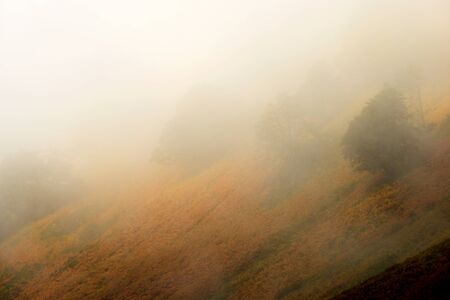 Fog and trees in Aspe Valley, Pyrenees National Park, Pyrenees, France.の写真素材