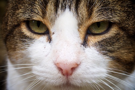 Close up portrait of a brown and white cat.の写真素材