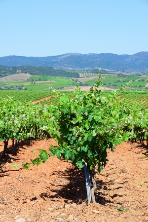 Vineyard in Paniza, Zaragoza province, Aragon, Spainの写真素材
