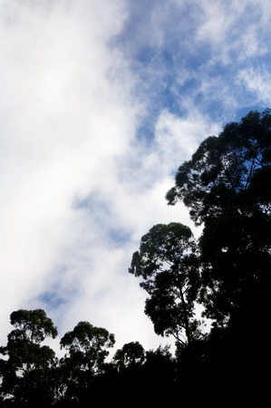 Trees and fog on Madeira Island, Portugal.の写真素材
