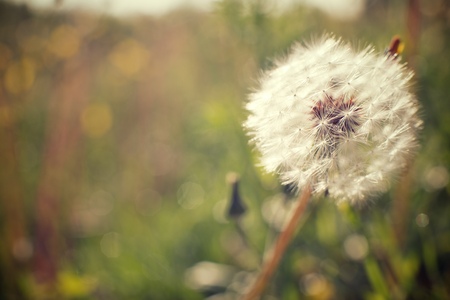 Closeup of a Dandelion flower, Zaragoza Province, Aragon, Spain.の写真素材