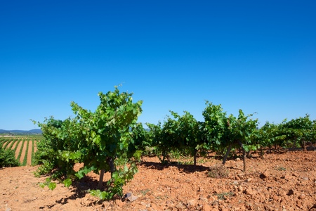 Vineyard in Paniza, Zaragoza province, Aragon, Spainの写真素材