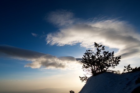 Tree in the Moncayo Natural Park,  Saragossa, Aragon, Spainの写真素材