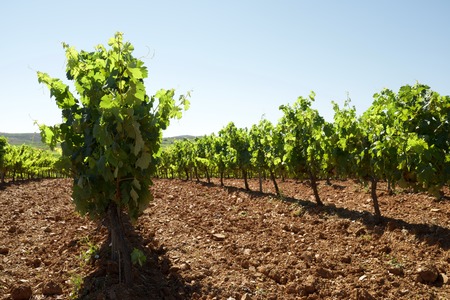 Vineyard in Paniza, Zaragoza province, Aragon, Spain