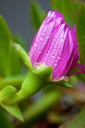 Close up of a lonely flower pink.の写真素材