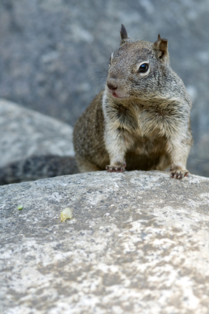 Chipmunk in Yosemite National Park, Usa.の写真素材