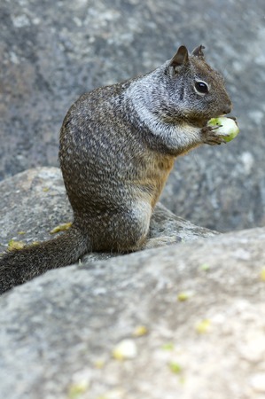 Chipmunk in Yosemite National Park, Usa.