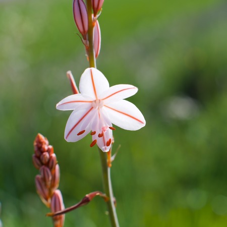 Wild flower close up in Zaragoza Province, Aragon, Spain.の写真素材