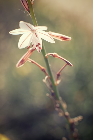 Wild flower close up in Zaragoza Province, Aragon, Spain.の写真素材