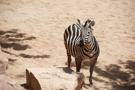 Zebra in a zoo. Animal photographed in captivity. Valencia, Spain.の写真素材