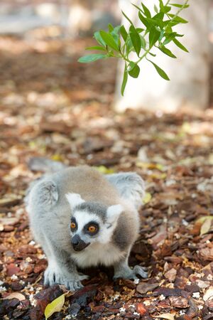 Ring-tailed Lemur resting in a forest. Animal photographed in captivity. Valencia, Spain.の写真素材