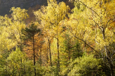 Autumn in Ordesa National Park, Pyrenees, Huesca, Aragon, Spain.の写真素材