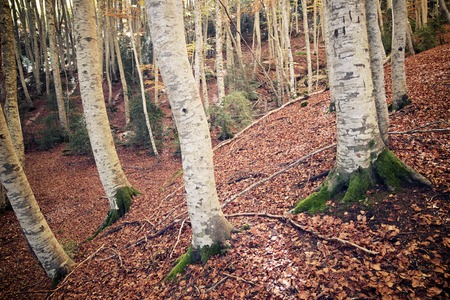 Autumn in Tena Valley, Pyrenees, Huesca, Aragon, Spain.の写真素材