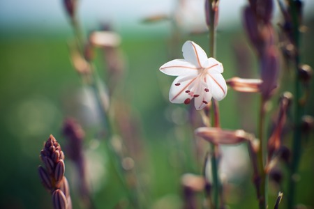 Wild flower close up in Zaragoza Province, Aragon, Spain.の写真素材