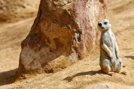 Meerkat in a zoo. Animal photographed in captivity. Valencia, Spain.の写真素材