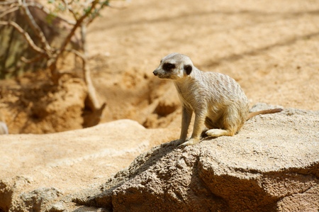 Meerkat in a zoo. Animal photographed in captivity. Valencia, Spain.
