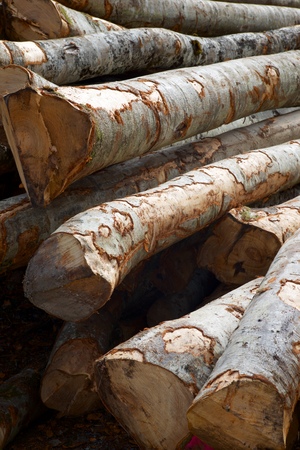 Forestry work in Pyrenees, France.