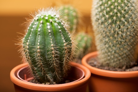 Little cactus plant group view