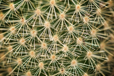 Little cactus background texture view.