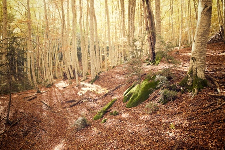 Autumn in Tena Valley, Pyrenees, Huesca, Aragon, Spain.
